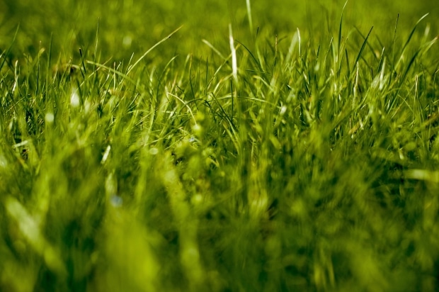 grass lawn maintenance